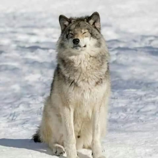 Wolf User Icon Pfp