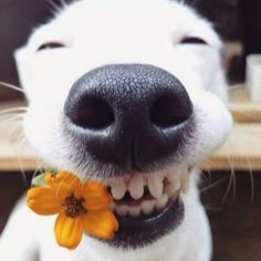 Happy Pfp