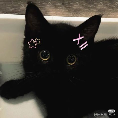 Cat 5 Profile Picture