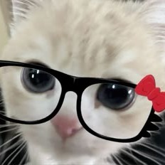 Cats With Glasses