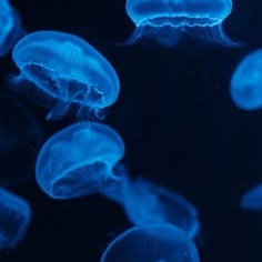 Blue User Picture Pfp
