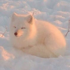 Arctic Fox
