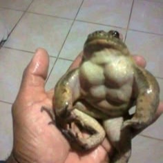 Funny Frog