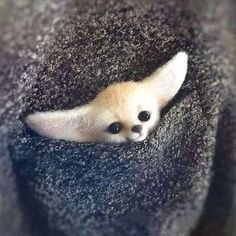 Adorable Profile Icon
