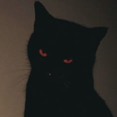 Aesthetic Black Cat