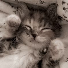 Cat 1 Profile Picture