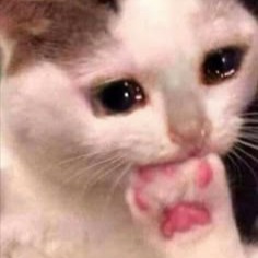 Sad Cat Profile Avatar