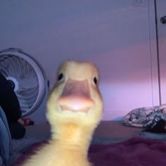Duck Pfp