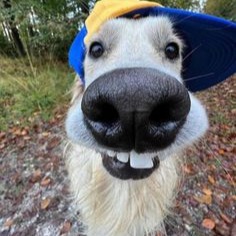 Doggo Display Picture