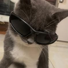 Cat With Sunglasses