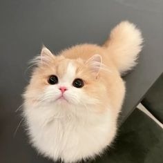 Best Cat