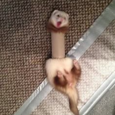 Ferret