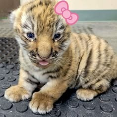 Cute Tiger