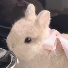 Cute Bunny User Picture