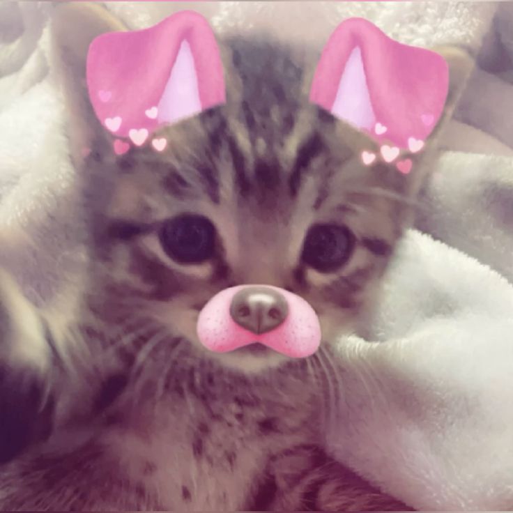 Little Cat Pfp By Soulspater Little Cat Pfp By Soulspater