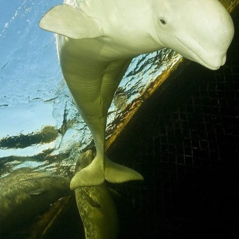 Beluga