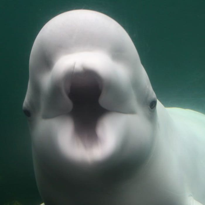 Beluga Account Avatar