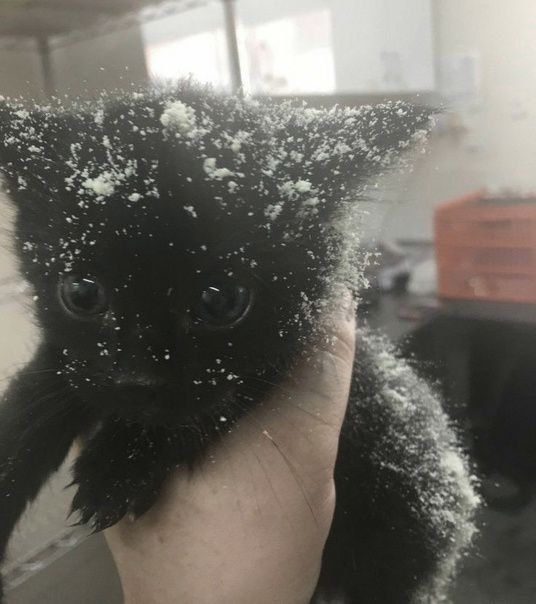 snow cat