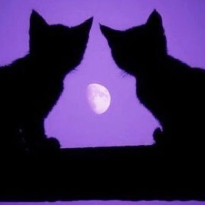 Cats Pfp