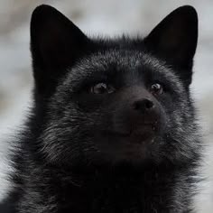 Black Fox