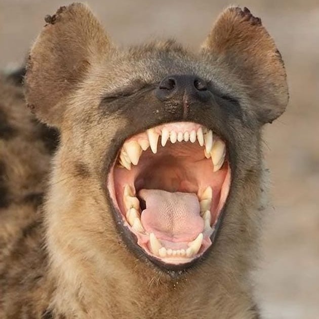 Animal Profile Photo