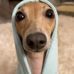 Dog with hoodie