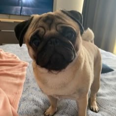 Pug