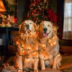 Dog Christmas