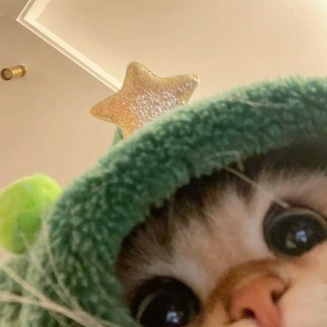 Christmas Cat Profile Avatar