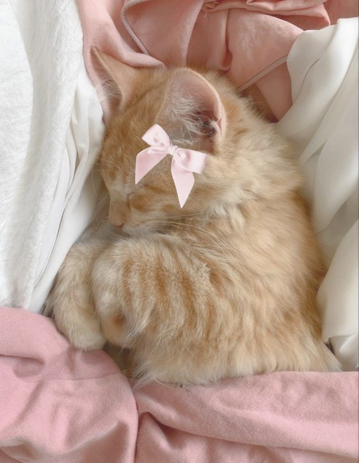Kitten