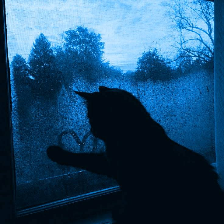 Bluecat Pfp