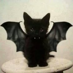 Cat Halloween