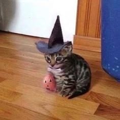 Cat Halloween