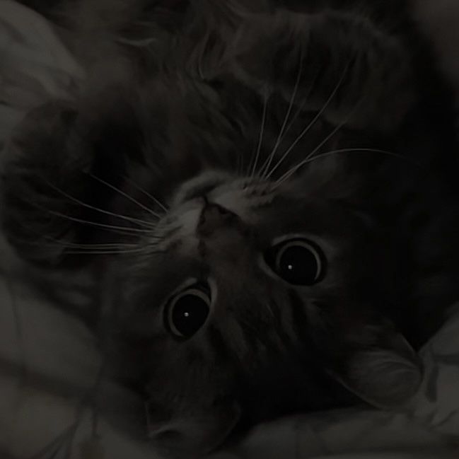 dark cat